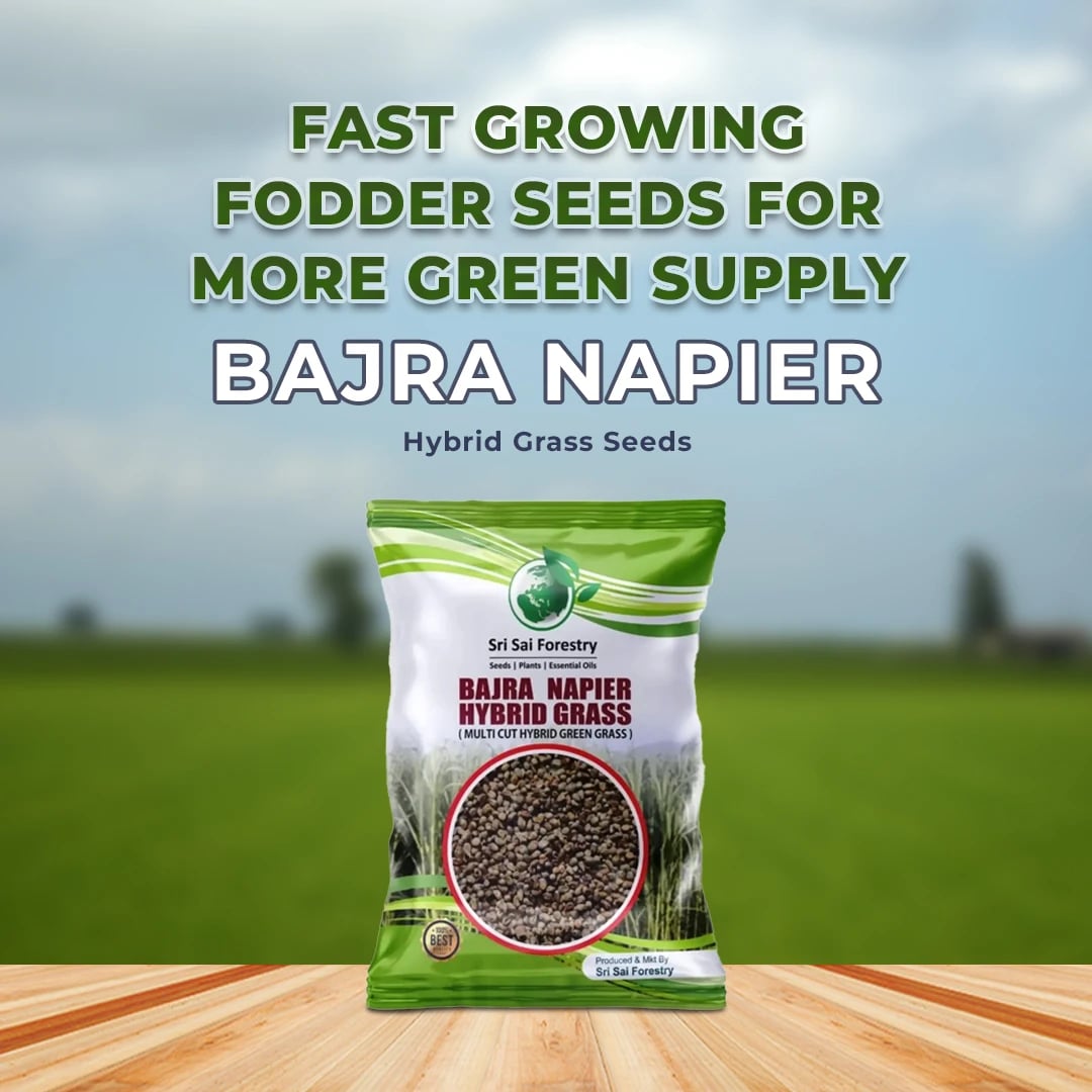 Sri Sai Forestry Bajra Napier Grass Seeds - Multi Cut Grass Seed and Animal Fodder