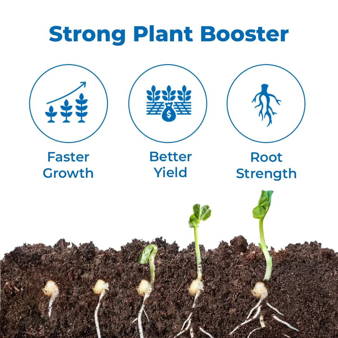UPL Advanta ADV414 Hybrid Mustard Seeds , Indian Sarson Seeds, High Yield Potential - Image 3