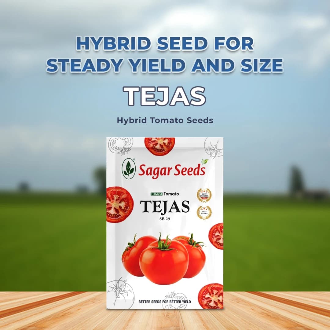 Sagar Tejas SB 29 Tomato Seeds - (Tamatar Seeds) Firm Fruits, Ideal For Kharif and Rabi Seasons (3000 Seeds Pack) - Image 2