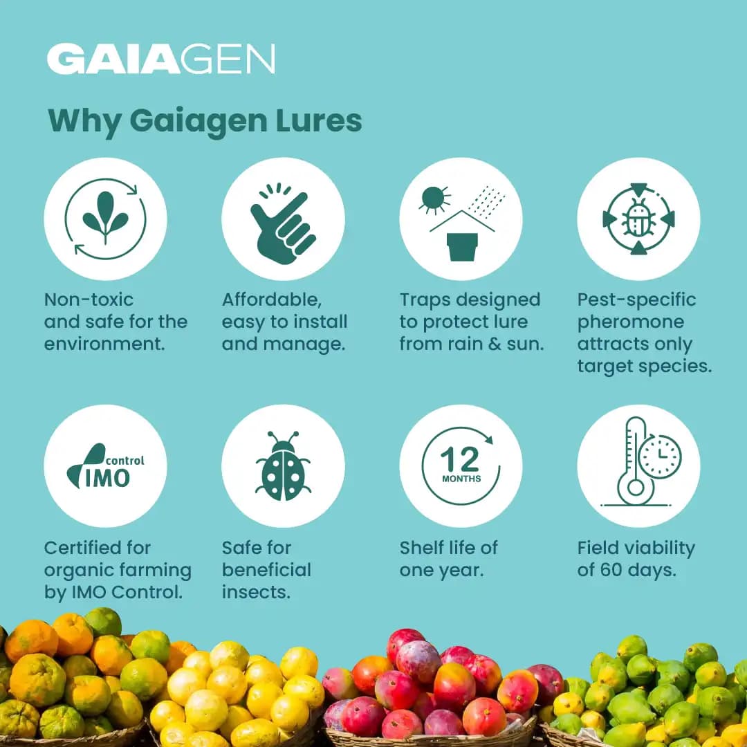 Gaiagen Bador Lure, Pheromone Lure For Fruit Fly (Bactrocera Dorsalis) And Insect Fly Trap, IMO Certified - Image 8