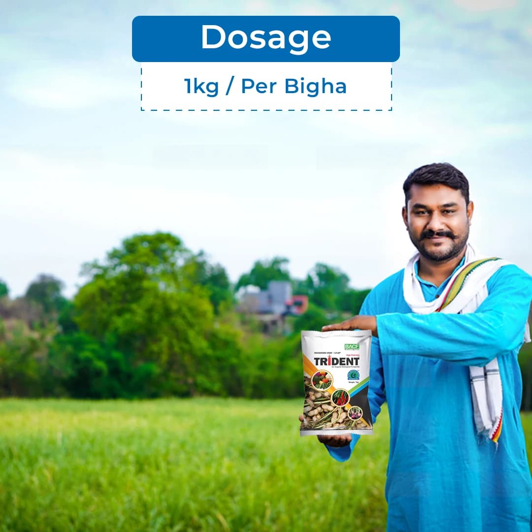 BACF Trident Trichoderma Viride 1.5% WP, An Organic Biological Fungicide For All Type of Field And Horticulture Crops - Image 5