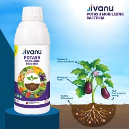 Green Revolution Jivanu KMB Potash Mobilizing Bacteria Liquid Bio Fertilizer 5