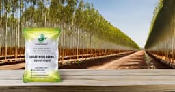 SRI SAI FORESTRY - Eucalyptus Nilgiri , Best Paper wood Tree, Hard Timber & Fast Growing Firewood Tree seeds 15