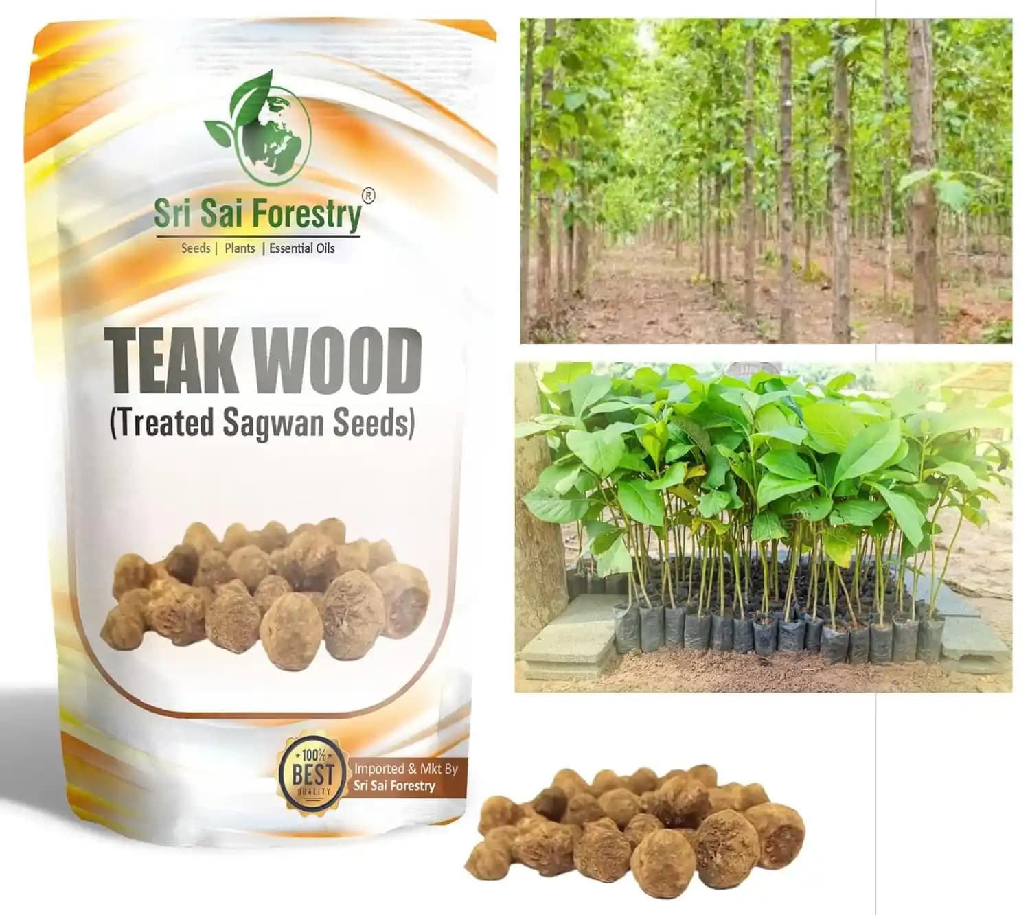 SRI SAI FORESTRY - Teak wood seeds (Sagwan) Tree Seeds, Excellent For Germination - Image 6
