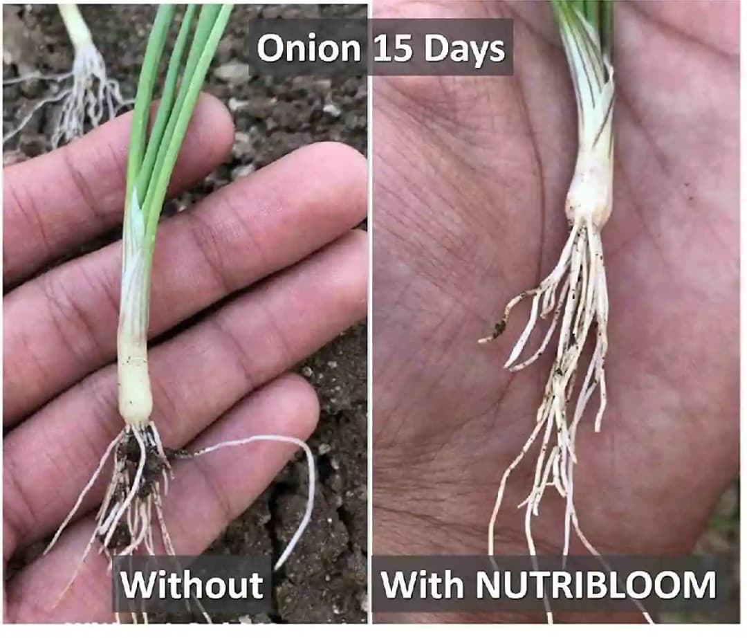 Nutribloom Organic Liquid Humic & Fulvic Acid, Product of USA Plant, Best Plant Stimulator - Image 4