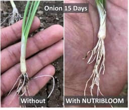 Nutribloom Organic Liquid Humic & Fulvic Acid, Product of USA Plant, Best Plant Stimulator 4