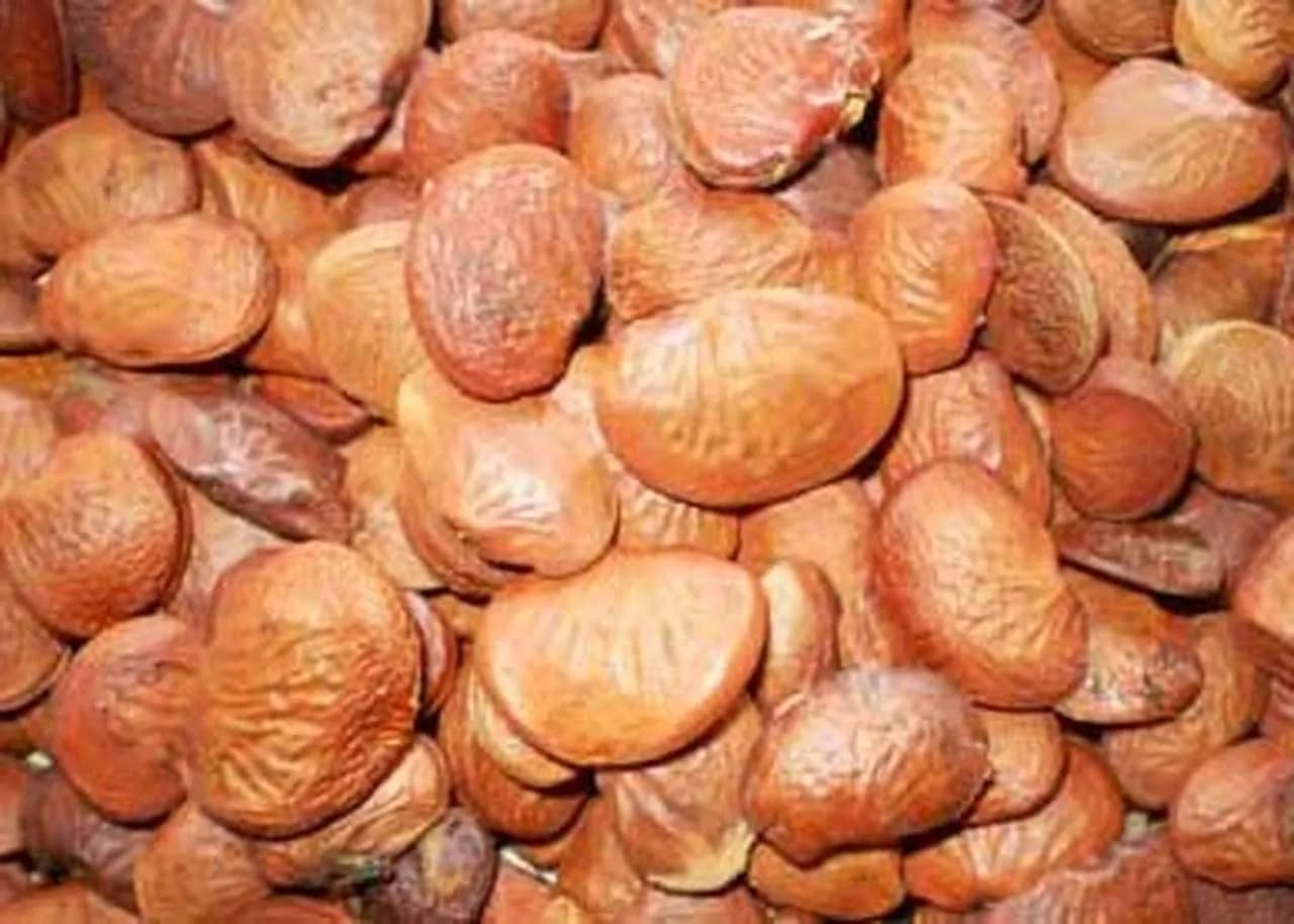 SRI SAI FORESTRY Karanja (Millettia Pinnata) Indian Beach Tree, Pongamia Pinnata, Pongame oil tree, Liquid Fuel Tree Seeds - Image 6