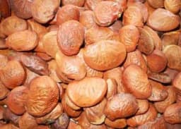 SRI SAI FORESTRY Karanja (Millettia Pinnata) Indian Beach Tree, Pongamia Pinnata, Pongame oil tree, Liquid Fuel Tree Seeds 6