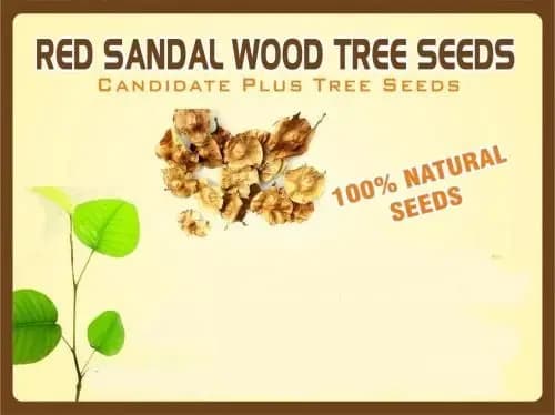 Red Sandalwood Tree Seed, Natural Seeds, Best Quality Germination Seeds.