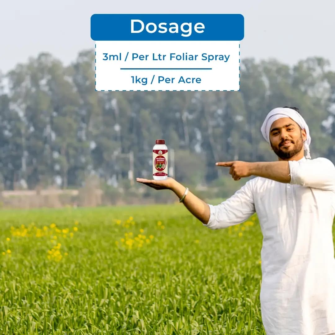 EBS Trichoderma Harzianum Liquid Bio Fungicide, Used As a Fungicide Cum Nematicide - Image 5