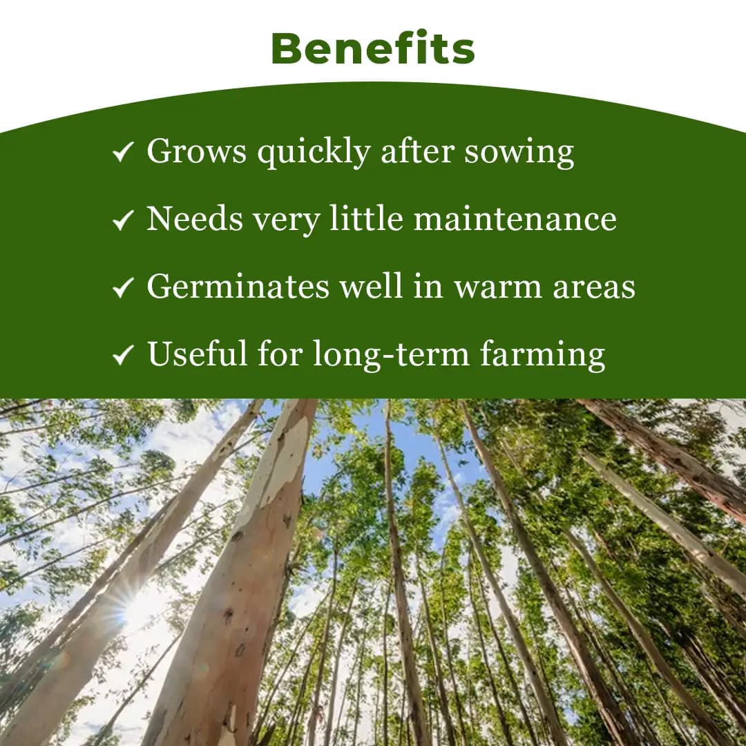 Sri Sai Forestry Eucalyptus (Nilgiri) Seeds - Image 4