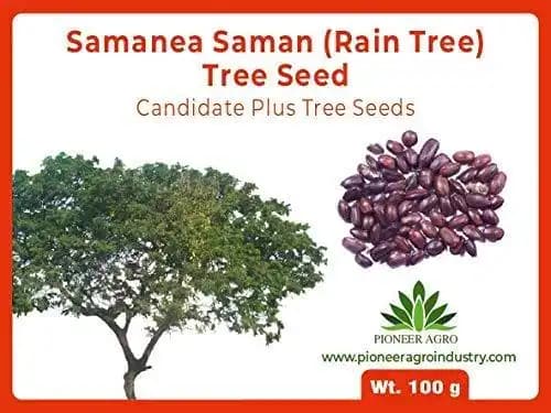 Pioneer Agro Industry Samanea Saman Rain Tree Seed , Rain Tree, Best For Plantation In Garden - Image 1
