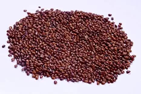 Hedge Lucerne Velimasal Grass Seed, For All Type Of Soils, Rich In Proteins - Image 1