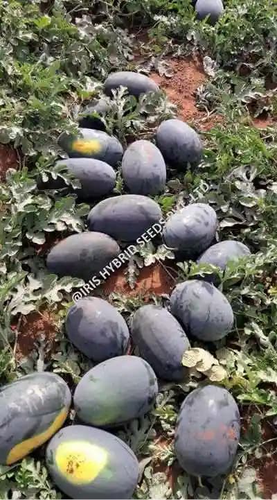 आईरिस हाइब्रिड फल बीज, एफ1 हाइब्रिड तरबूज कबीर - आइसबॉक्स सेगमेंट, मजबूत पौधा, मोटा छिलका, गहरा लाल गूदा - Image 3