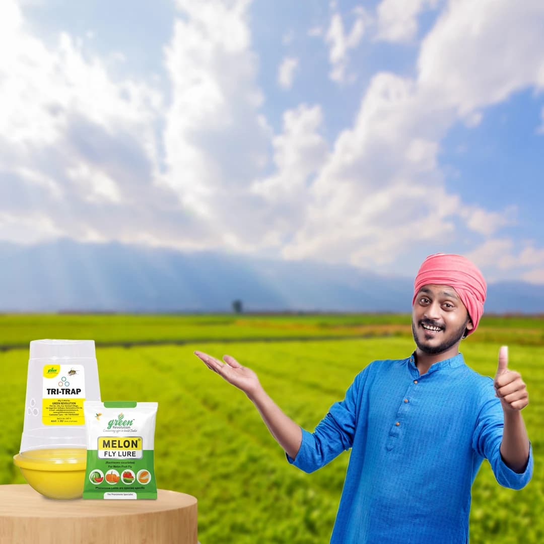 Green Revolution Tri Trap and Melon Fly Lure (Bactrocera Cucurbitae), Easy To Use & Provide Long Lasting Protection - Image 5