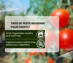 Chipku Pest Control Kit, Includes Gum Bag, Sticky Traps, DIY Pack , Gum Bottle, Yellow & Blue Polybags 3