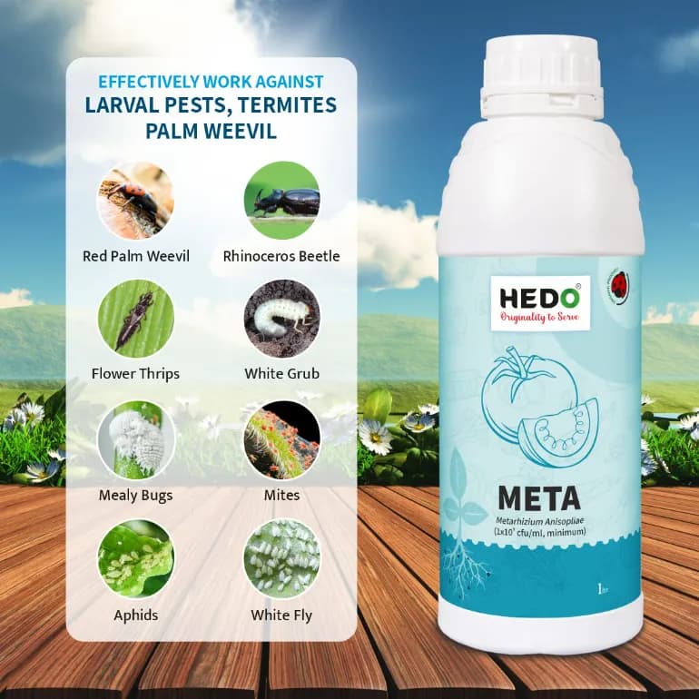 HEDO Meta (Metarhizium Anisopliae) Liquid Bio Pesticide For Agriculture, Garden & All Crops To Control Beetles, Weevils, White Grubs, Aphids & Thrips - Image 2