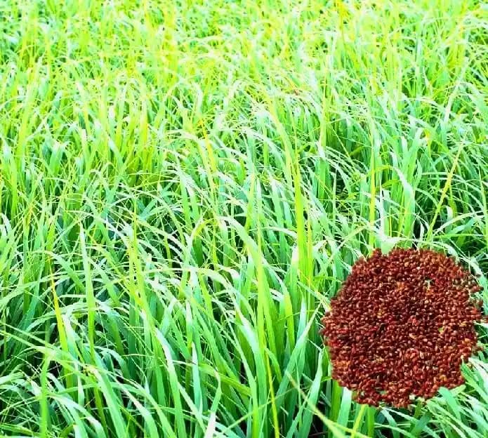 Sri Sai Forestry Red Napier Grass Seeds (MP Chari) Animal Fodder Seeds, For Summer and Rainy Seasons - Image 10