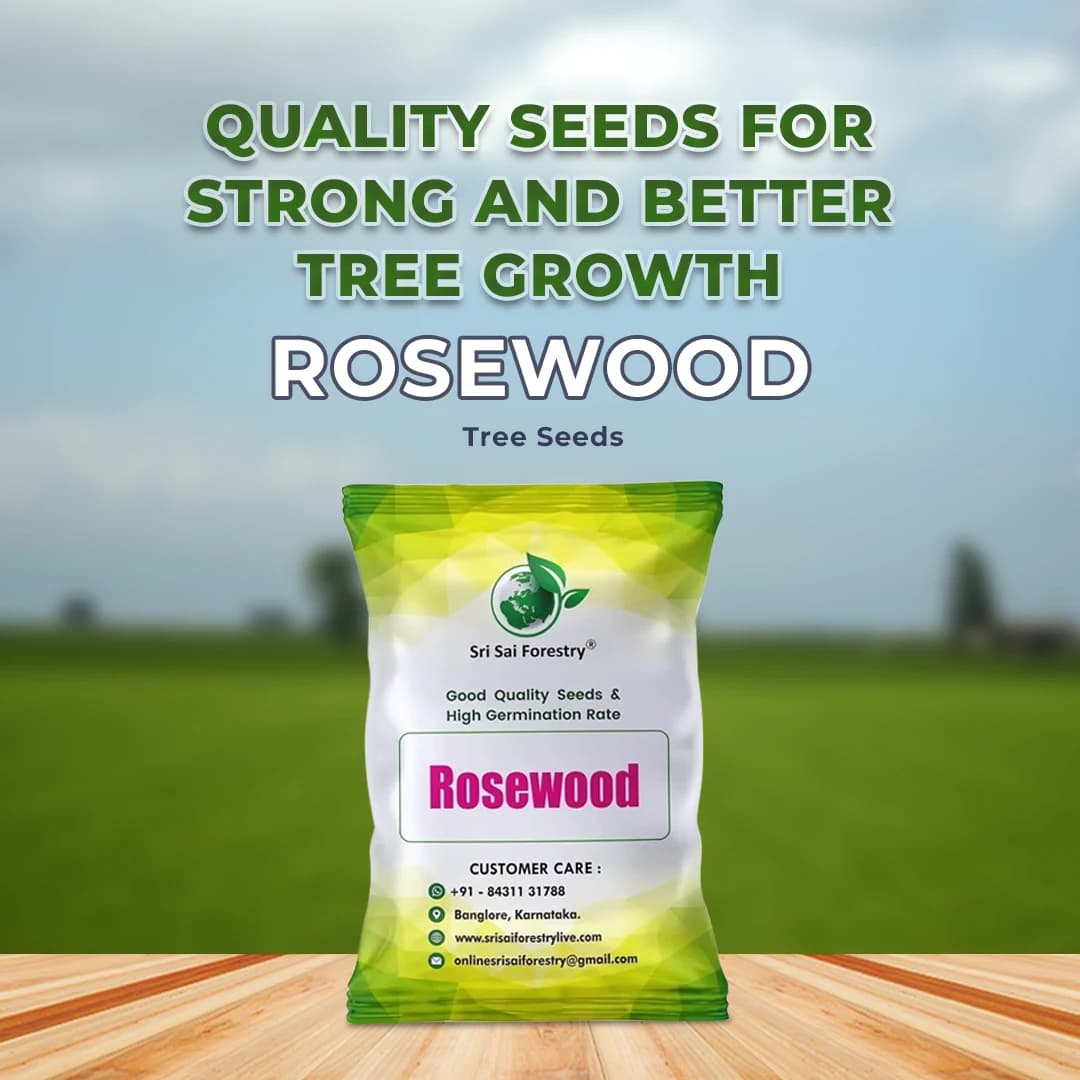 Sri Sai Forestry Shisham (Rosewood) Tree Seeds - Image 2