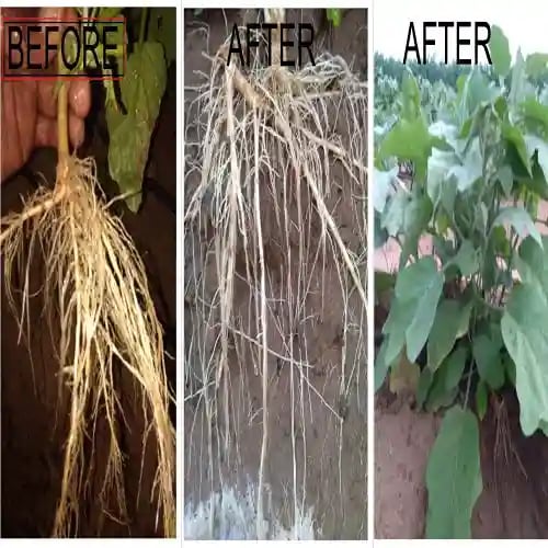 Albata Royal Nema - Nematode Control for Agriculture Use, NOCA, SATTVIK and KRUSHI Certified.