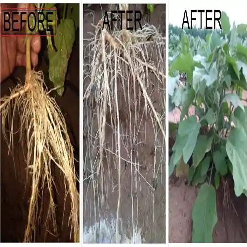 Albata Royal Nema - Nematode Control for Agriculture Use, NOCA, SATTVIK and KRUSHI Certified.