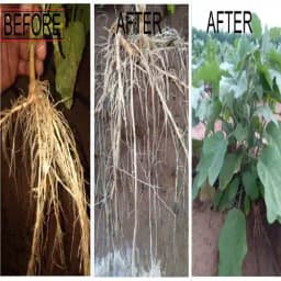 Albata Royal Nema - Nematode Control for Agriculture Use, NOCA, SATTVIK and KRUSHI Certified. 2