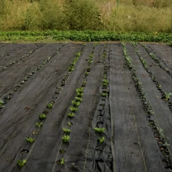 Anil Packaging 100 GSM Weed Control Mat (1.2 Meter Width x 100 Meter Length) High-Quality HDPE, Agriculture Use, Easy To Use - Image 4