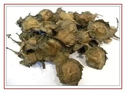 Sri Sai Forestry Red Sandalwood Tree Seeds, Lal Chandan Plant Seed, Santalum Album - Image 4