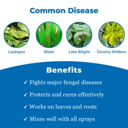 Soft Fungicide - Carbendazim 12% + Mancozeb 63% WP 3