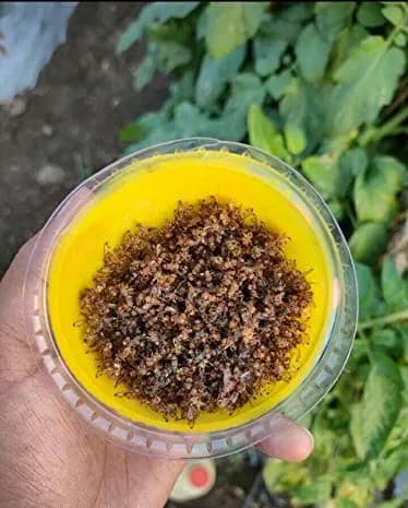 SK Agrotech Bactrocera Dorsalis Fruit Fly Pheromone Trap With Lure - Effective Solution For Mango, Papaya, Sapota, Etc. - Image 9