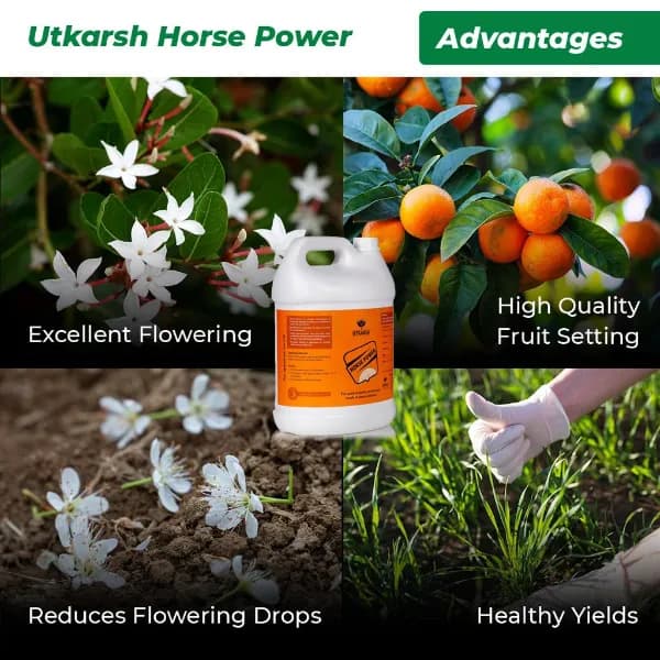 Utkarsh Horse Power (Ammonium Polyphosphate Fertilizer NPK 10:34:00), For Quick Maturity of Stem and Trunk of Plants and Trees - Image 5