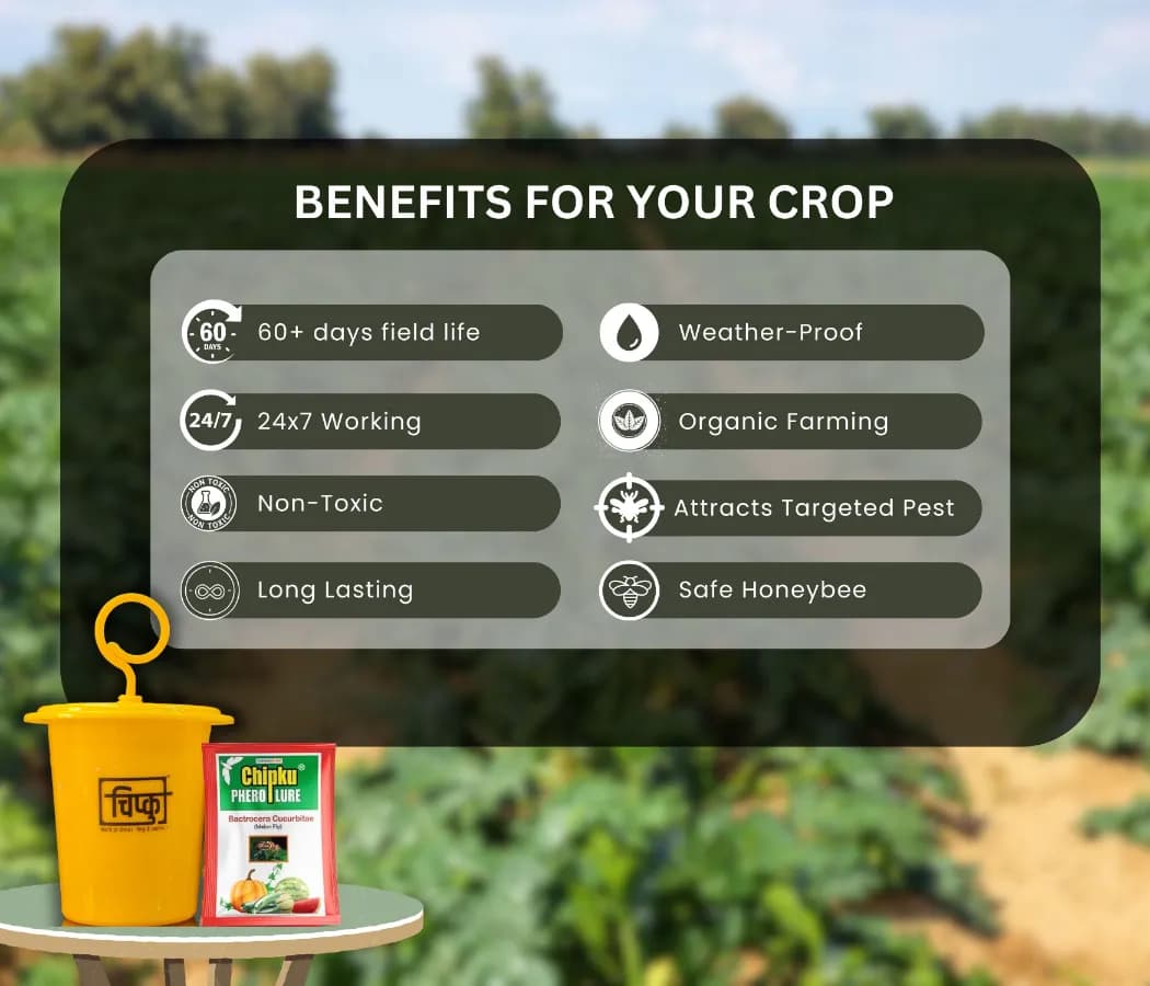 Chipku Pheromone Ecomax Trap With Melon Fly Lure (Bactrocera Cucurbitae) Feeding By The Larvae. For Gourds, Pumpkin, Tomato, Water Melon, Zucchini - Image 5