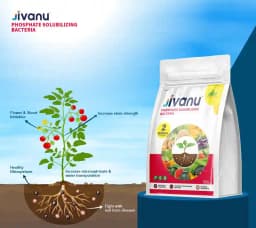 Jivanu (Potassium Solubilizing and Mobilizing Bacteria KSB, KMB) Bio Fertilizers 7