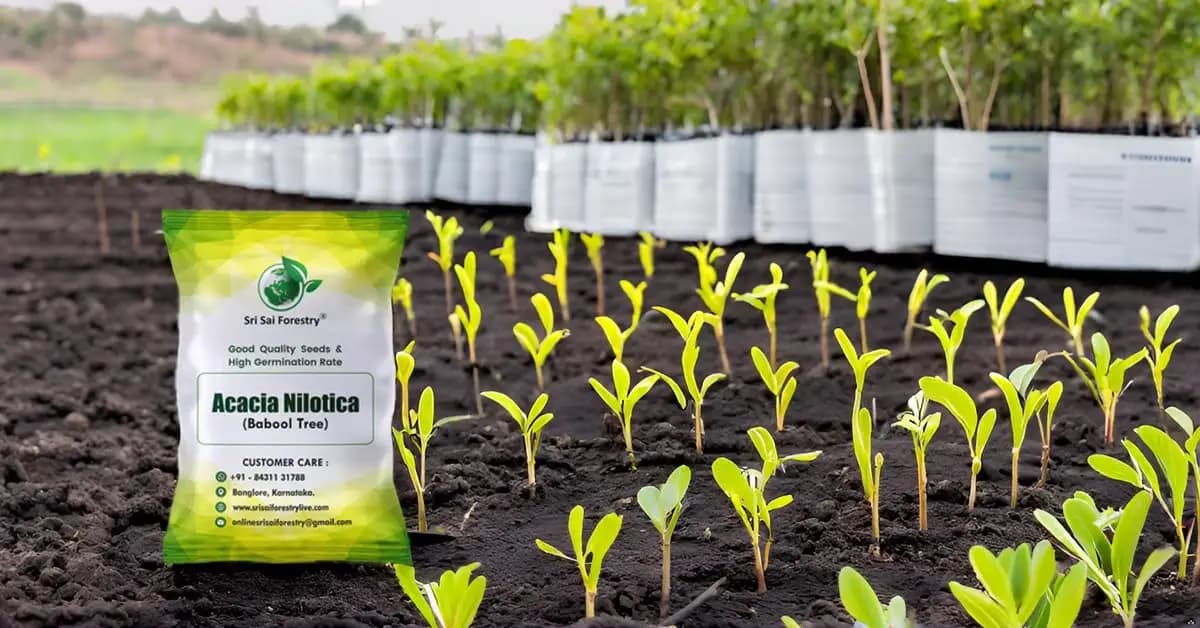 SRI SAI FORESTRY - Arabic Gum (Acacia Nilotica) Babool Tree seeds - Live Fencing Tree Seeds - Image 13