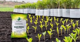 SRI SAI FORESTRY - Arabic Gum (Acacia Nilotica) Babool Tree seeds - Live Fencing Tree Seeds 9