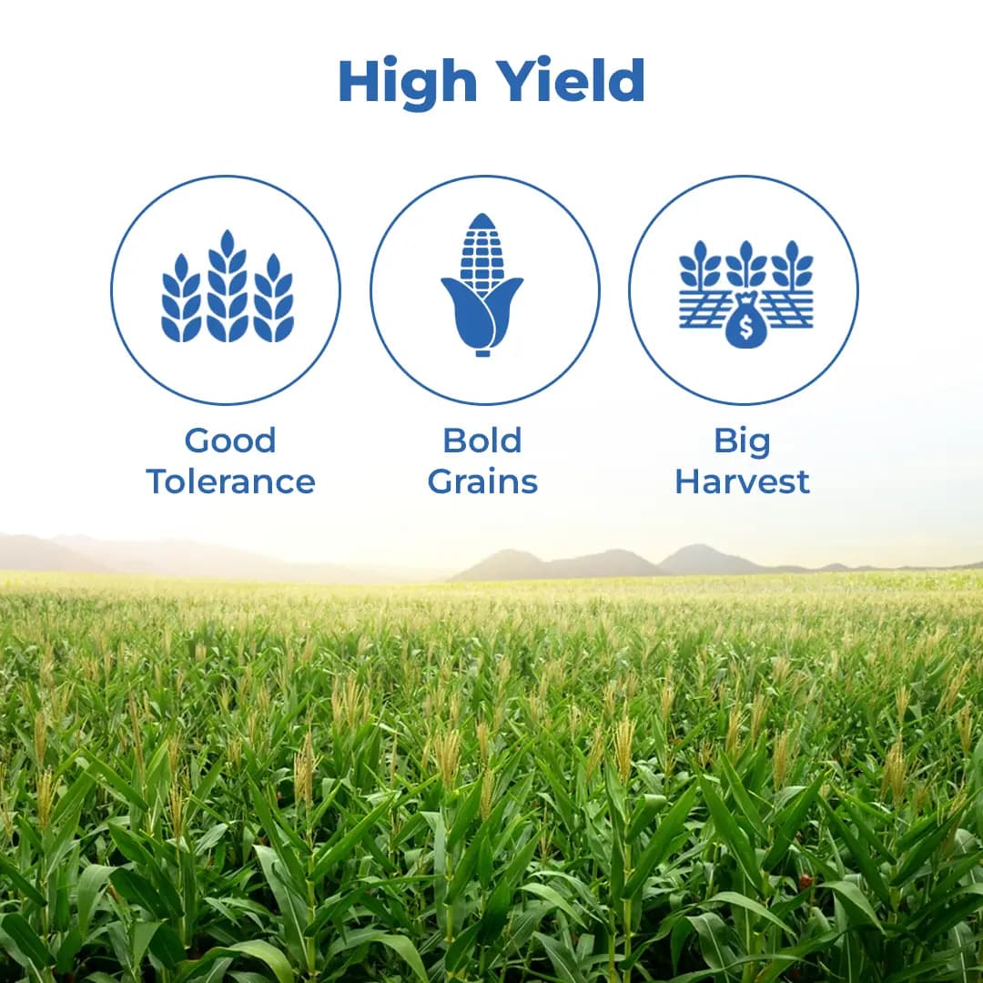 Siri Seed 4555 F1 Hybrid Maize Seed, High Shelling % And Good Grain Weight - Image 3