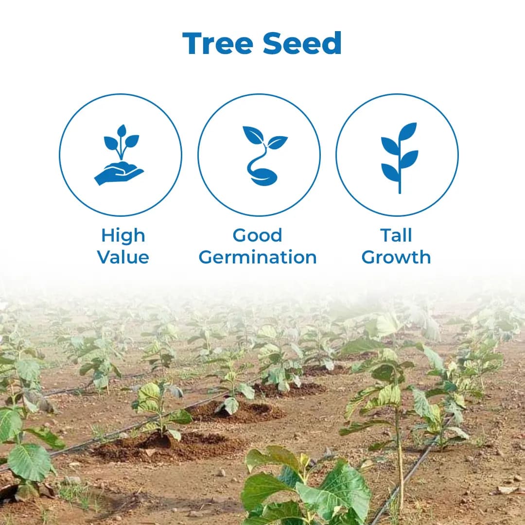 SRI SAI FORESTRY - Teak wood seeds (Sagwan) Tree Seeds, Excellent For Germination - Image 3