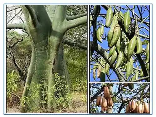 RK Seeds Silk Cotton Tree Seeds , Malabar Semul , Indian Bombax , Kapok Tree , Silk Cotton , Red Cotton Tree , Red Silk Cotton seeds for plantation - Image 3
