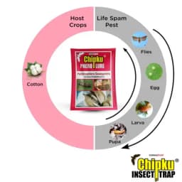 Chipku Pheromone Trap Funnel With Pink Bollworm Lure To Catch Insect Moth Of Pink Bollworm (PBW) (Pectinophora Gossippiella) In Cotton Crop. 9
