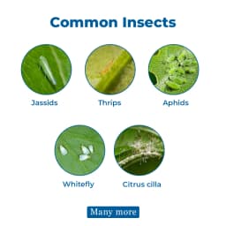 Acedok-20 Insecticide - Acetamiprid 20% SP 3