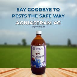 AgniAstram Organic Liquid Pesticide for All Type of Plants, A Complete organic pesticide prepared with the Indian traditional methodology. 2