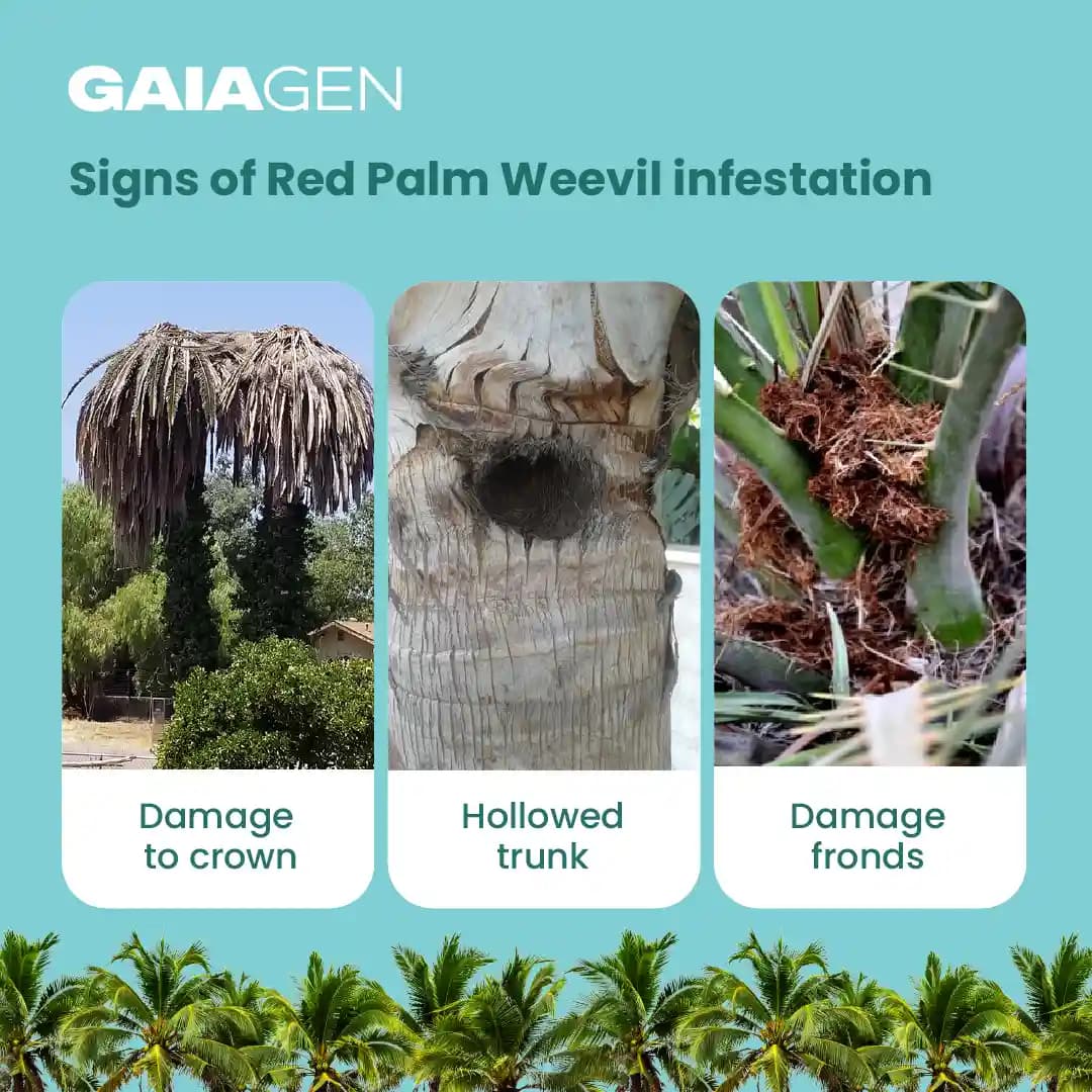 Gaiagen RPW Lure With Insect Bucket Traps, Pheromone Lure For Red Palm Weevil (Rhynchophorus Ferrugineus), IMO Certified. - Image 5