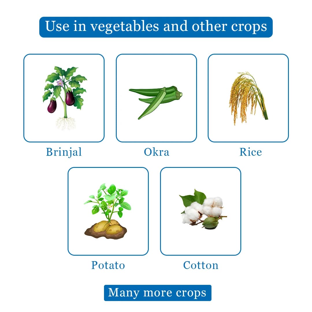 Dhanuka Areva Super Insecticide - Thiamethoxam 30% FS - Image 4