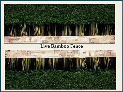 RK Seeds Bamboo Seeds , Bambusa Arundinacea, Indian Thorny Bamboo,Bambusa bambos seeds, Giant Thorny Bamboo,Indian Thorny Bamboo,clumping bamboo seeds - Image 5