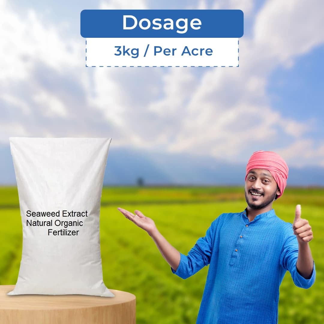 NCS Seaweed Extract Powder - 25KG Bag - Image 5