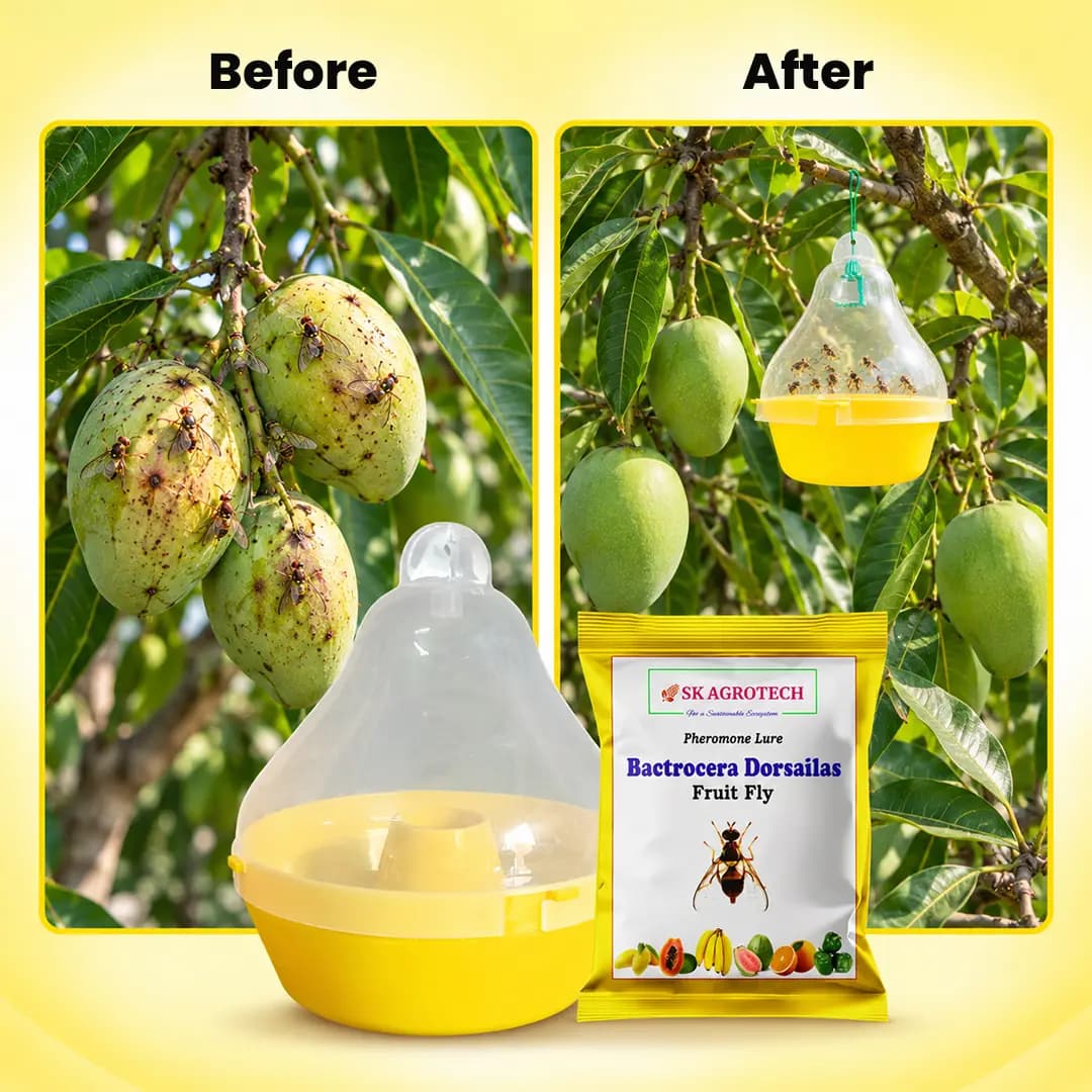 SK Agrotech Bactrocera Dorsalis Mac Phil Trap With Fruit Fly Lure - Effective Solution For Mango, Papaya, Pomegranate, Etc. - Image 7