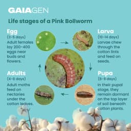 Gaiagen Pheromone Lure for Pink Bollworm (Pectinophora Gossypiella) And Insect Funnel Trap, IMO Certified. 5