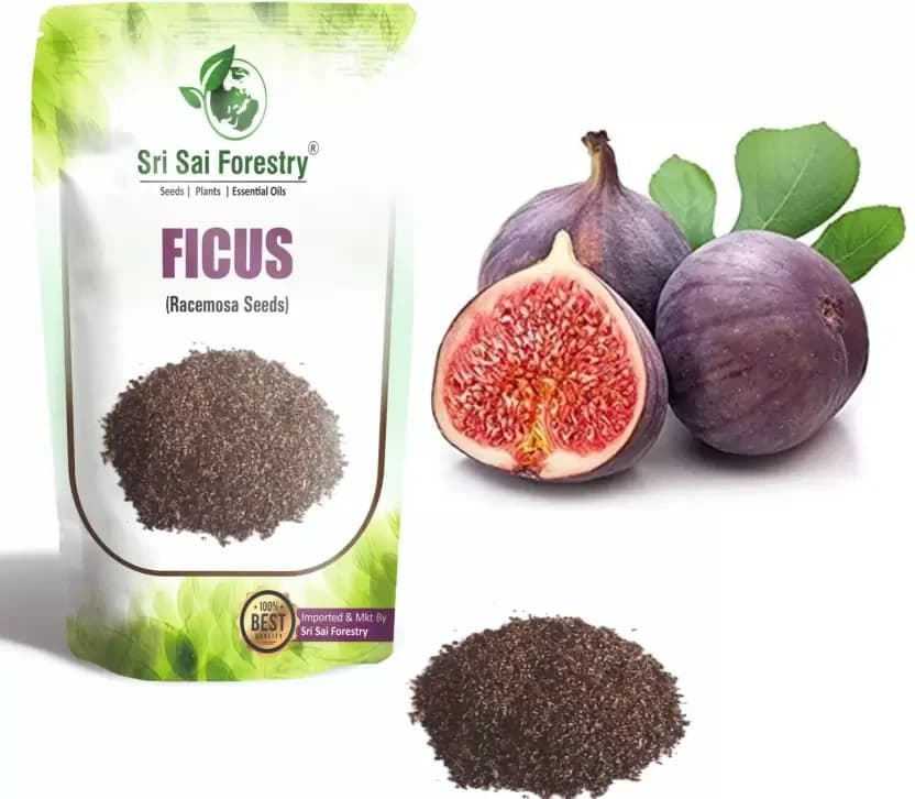 SRI SAI FORESTRY - Gular - Cluster Fig - Ficus Racemosa - Natural Tasty Athi Fruit Tree seeds - Image 6