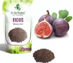 SRI SAI FORESTRY - Gular - Cluster Fig - Ficus Racemosa - Natural Tasty Athi Fruit Tree seeds 2