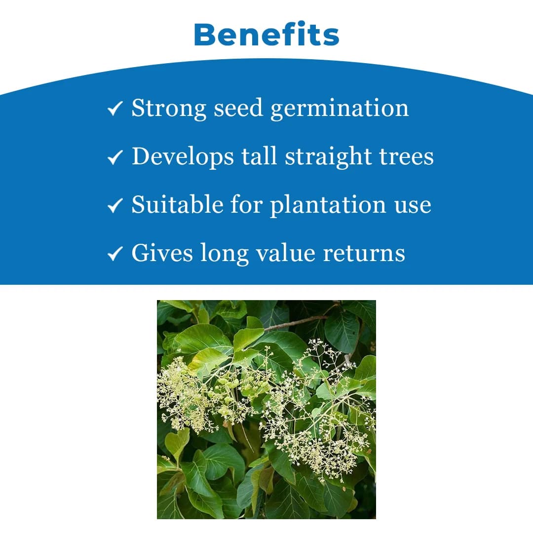 SRI SAI FORESTRY - Teak wood seeds (Sagwan) Tree Seeds, Excellent For Germination - Image 4